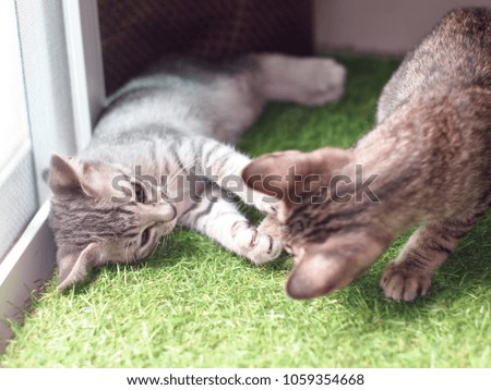 cute short hair young asian kitten cats black and white stripes as house pets playing around inside a house selective focus with blur home environment background  active and alert to learn and play