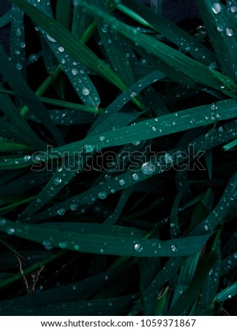 Dew drops, Raindrops on the grass, on the leaf, Deep green