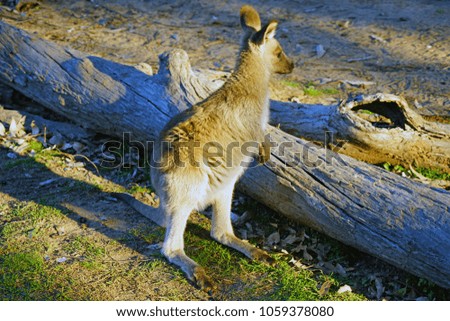 Australian wallaby kangaroo at a park in Brisbane