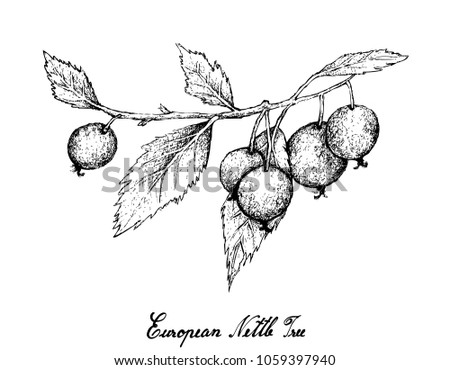 Berry Fruits, Illustration of Hand Drawn Sketch Bunch of European Nettle Tree, Mediterranean Hackberry, Honeyberry or Celtis Australis Fruits Isolated on White Background. Royalty-Free Stock Photo #1059397940