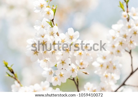 Spring cherry blossoms, white flowers