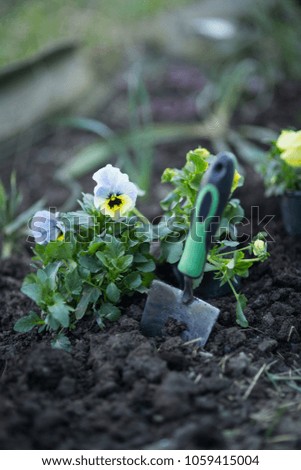 Flowers viola on the flowerbed, planting seedlings