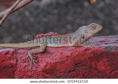 Indian Chameleons close up shot sitting on red brick wall stock Image I Indian Lizard on red brick with beautiful skin texture and design stock Image in High quality 