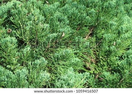 Close up green pine leaves textured, Have copy space can use for background