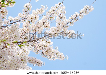 Cherry blossoms, cherry blossoms are blooming in spring, cherry blossoms are fragrant. The flowers are white and pink, Cherry Blossom is a popular cosmetic and perfume, popularly known as Sakura.