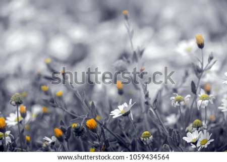 Beautiful daisy flowers with retro style faded & desaturated color effect. 