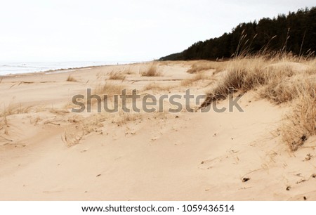 Pure yellow sea sand on coast between water and forest. Pretty baltic landscape. Beautiful nature landscape