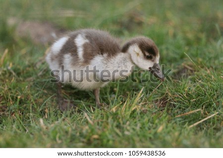 A cute baby Egyptian Goose (Alopochen aegyptiaca) searching for food in a grassy field.