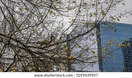 An Eastern fox squirrel sits cautiously on a tree branch at a park in Austin, Texas.