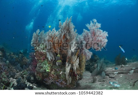 A group of gorgonian seafan with blue water in the background.