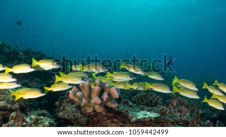 Yellow snappers with coral reef at Similan Islands Thailand
