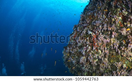 Coral reef with clear water
