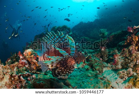 RED LIONFISH SWIMMING IN CORAL REEF CLEAR BLUE WATER