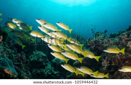 School of Snappers with coral reef at Similan Islands Thailand