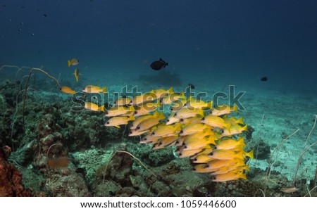 School of Snappers with coral reef at Similan Islands Thailand
