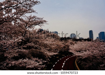 The red road under by beautiful flower, sakura cover road in Japan.