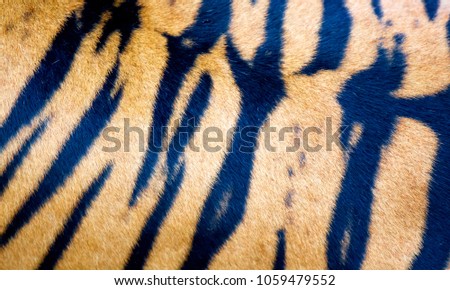 tiger animal background