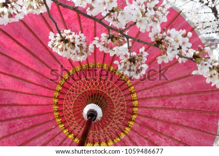 Cherry blossoms in Japan. Beautiful pink cherry blossoms, red umbrellas