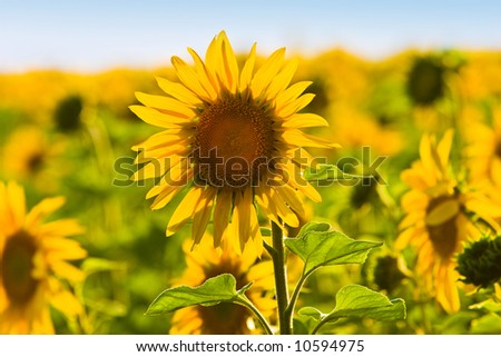 meadow of yellow sunflower background, agriculture subject