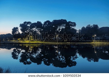 pine trees with reflection at evening in campsite in Valbandon, Pula, Croatia