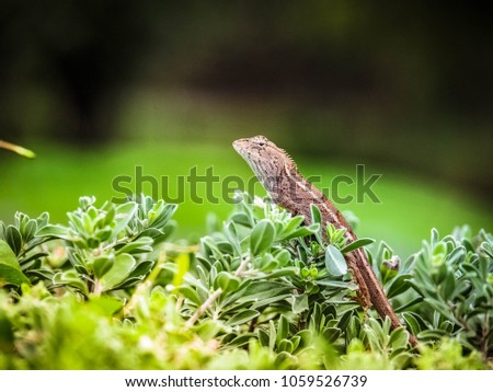 Lizard on the Bush