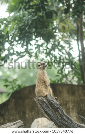 Meerkat standing on the rock