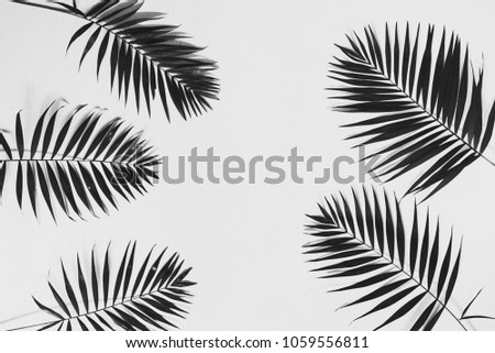Palm leaves on a white background. Black and white photo.