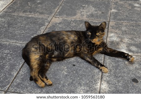 black and brown cat lying down on ground looking at camera