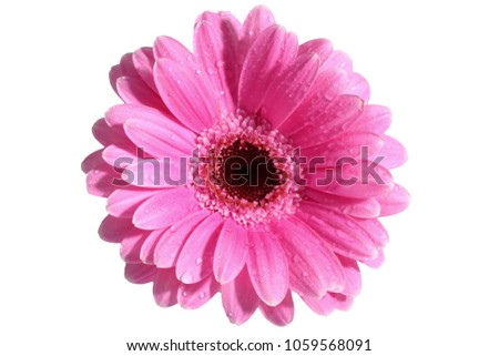 Gerbera is a flower characterized by many corals and most often used by florists in bouquets as a cut flower because it is distinctive and large.
