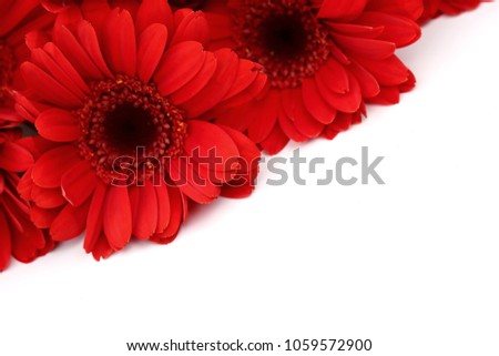 Gerbera is a flower characterized by many corals and most often used by florists in bouquets as a cut flower because it is distinctive and large.
