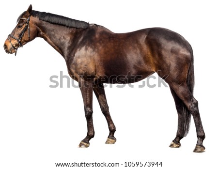 Horse in front of a white background