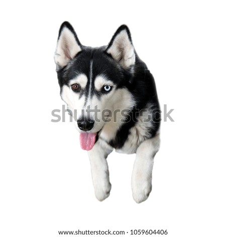Husky with a various eye color - blue and brown - isolate on white background