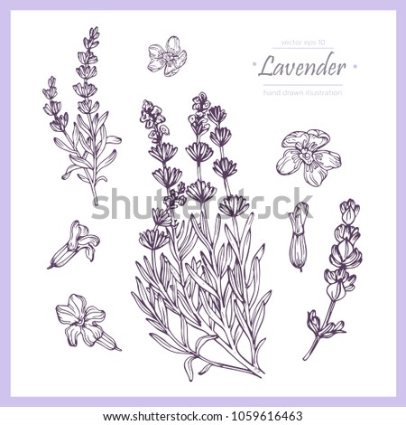 Hand drawn botanical illustration of lavender. Vintage collection of medical herbs and plants. Vector hand-drawn sketch for cosmetics, labels, packages and textiles. Royalty-Free Stock Photo #1059616463