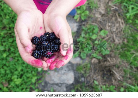 Close-up of blackberries in boy's hands