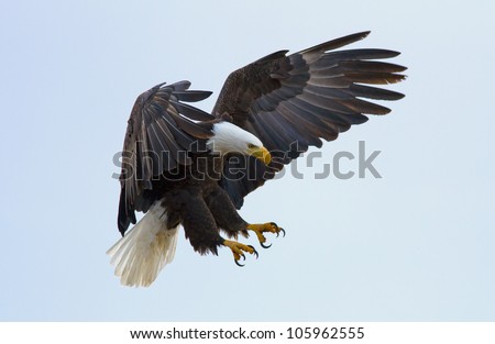 A bald eagle about to land Royalty-Free Stock Photo #105962555