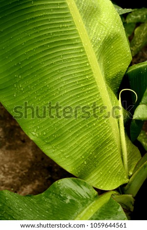 banana Leaves with drops of rain water, nature background