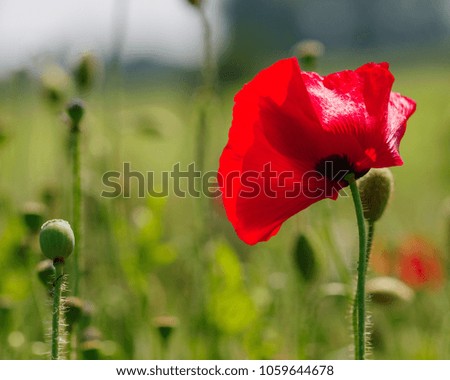 A single red poppy in a field in France. Poppies buds in Brittany.