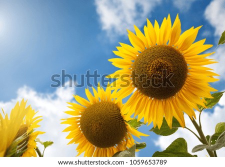 Sunflower over blue sky in sunny summer day