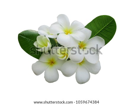 Beautiful flower Plumeria or  Frangipani with leaves isolated on white background