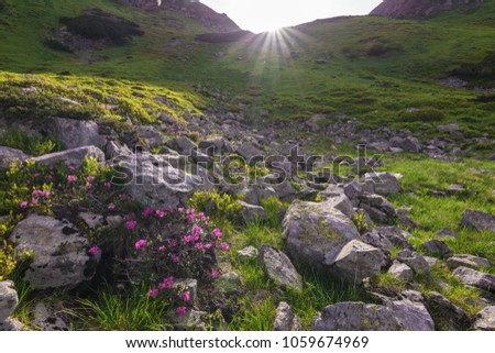 Summer landscapes in Carpathian mountains,tent on the top,travel,beautiful flovers,mountain lake,rhododendrons