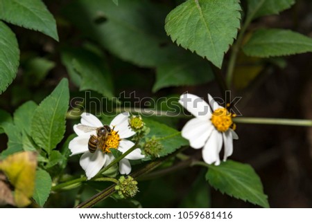 White flowers and bee with grass background in spring time. Taken in Tai Po Kau, Hong Kong