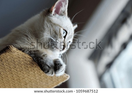 Closeup picture of a cat sitting on the cat scratcher stand and looking into the window