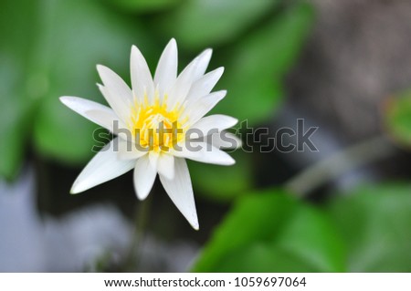 White Lotus in the garden.