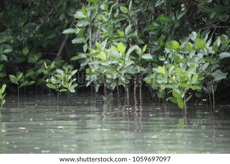 mangrove forest in national park area at Japan, used for site background / banner, backdrop