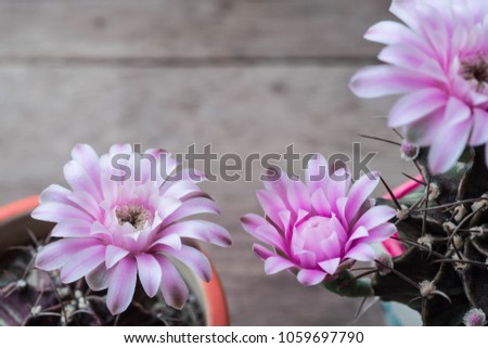 Pink color flower of cactus with old wooden background , selective focus