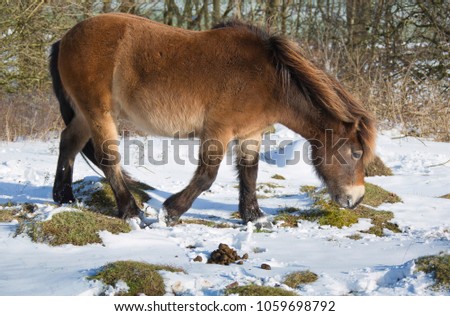 A single Exmoor wild horse grazing in soft afternoon light in woods on the chalk downs at Danebury Hill in Hampshire, England, UK, during winter