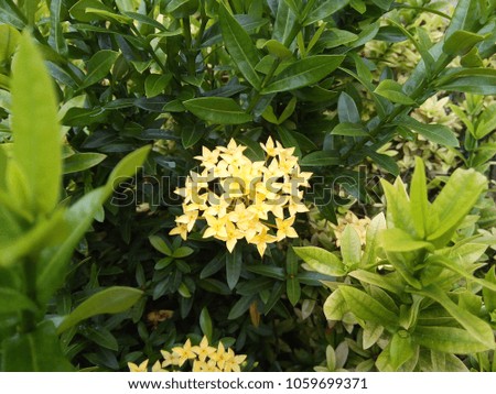 Yellow Ixora flower in a temple