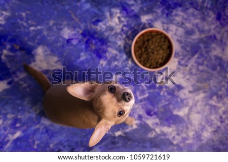 Hungry chihuahua dog behind orange bowl with dog food, on blue floor background at home and kitchen looking up to owner and begging for food