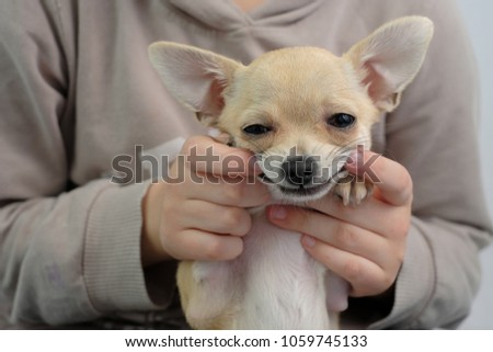Funny smiling mini beige chichuahua, closeup portrait, cute puppy