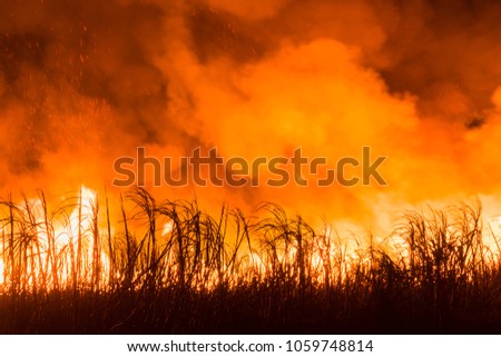 Sugarcane field burns at night for harvest. Royalty-Free Stock Photo #1059748814